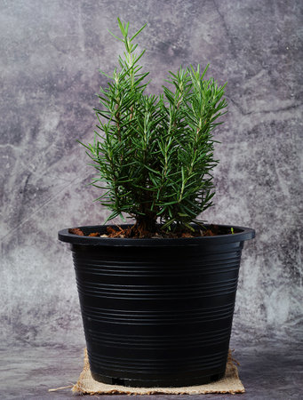 Rosemary Tree in Terracotta Pot on gray background. Rosmarinus officinalis. Fresh aromatic rosemary in a pot on background with copy space for your text.の写真素材