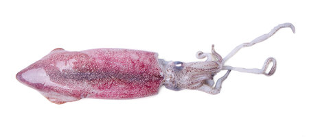 Isolated squid.  Top view fresh squid on white background. with clipping paths.の写真素材