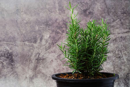 Rosemary Tree in Terracotta Pot on gray background. Rosmarinus officinalis. Fresh aromatic rosemary in a pot on background with copy space for your text.の写真素材