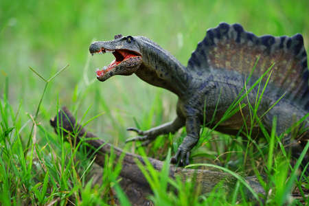 spinosaurus toy stands on nature background.  spinosaurid dinosaur that lived in what now is North Africa during the Cenomanian to upper Turonian stages of the Late Cretaceous period.の写真素材