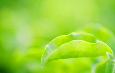 Closeup nature view of green leaf on blurred greenery background with copy space using as background natural green plants landscape, ecology, fresh wallpaper concept.rain water on a green leaf macroの写真素材