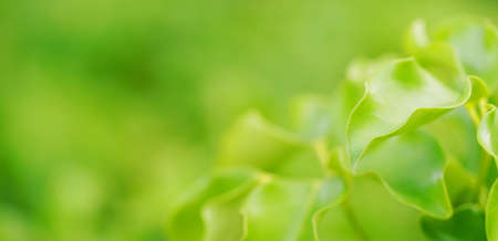Closeup nature view of green leaf on blurred greenery background with copy space using as background natural green plants landscape, ecology, fresh wallpaper concept.rain water on a green leaf macroの写真素材