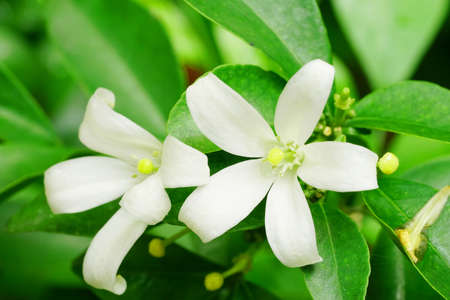 White flower of Orange Jessamine, Satin wood, Murraya exotica tree. Murraya paniculata