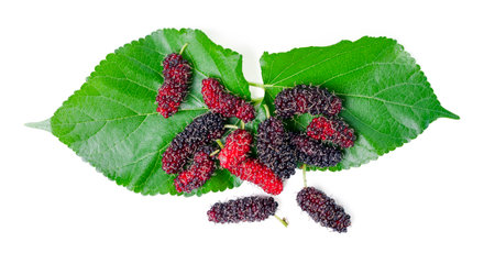 Isolated Mulberry. Top view organic Mulberry fruits with green leaves isolated on white background. with clipping path.の写真素材