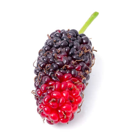 Isolated Mulberry. Top view organic Mulberry fruits on white background.の写真素材