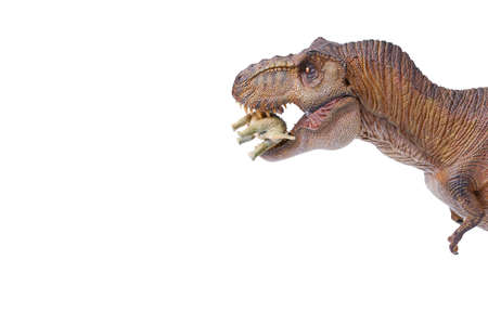 Tyrannosaurus rex dinosaurs is fhaving a meal isolated on white background. closeup dinosaur and monster model .の写真素材