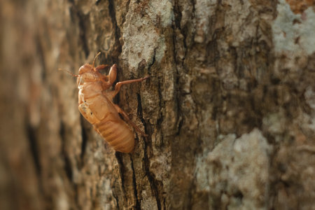 Beautiful scene macro insect molting. Cicada insect stick on tree background. by the end of a hot summer. Vintage film grained filter with retro elements.の写真素材