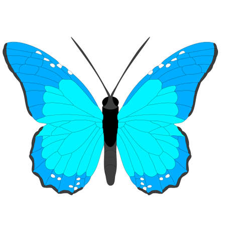 Vector butterflyのイラスト素材