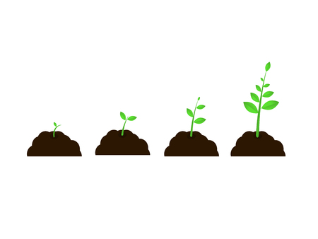 plant grow  stages vector seed growth speed stepsのイラスト素材