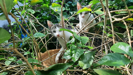 Cats in the garden. Kittens sitting on the tree. -DL-