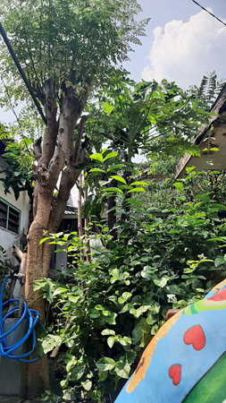 Garden in the city. -DL-