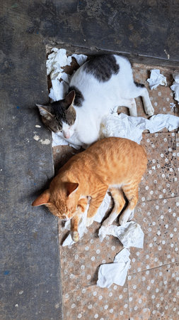 Homeless cats sleeping on the floorの写真素材