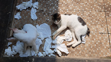 Cat and cat lying on the floor with crumpled paper.の写真素材