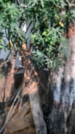 blur background of tree in garden with bokeh image. DA