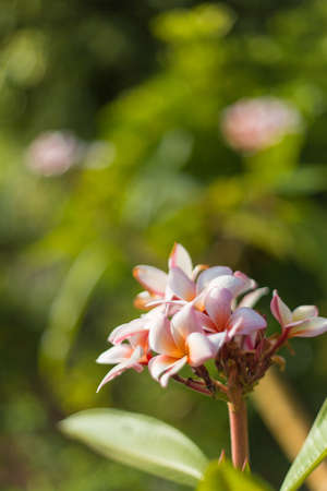 Flowers in the sunの写真素材