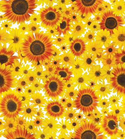 Photo-Real Seamless Repeating Sunflower Pattern. This bright and sunny photo repeats and makes a fun background.の写真素材