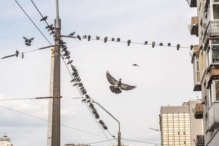 Many pigeons sit on wires and fly around the city.の写真素材