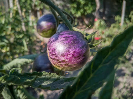 The fruit of a black tomato on a tomato bush in the garden.の写真素材
