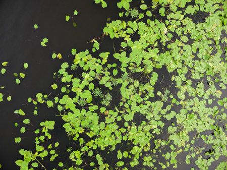 Top view of the river or lake overgrown with Hydrocharis, view from the drone.