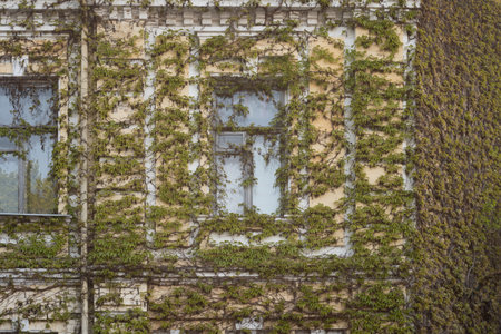 The window of the old house of the 19th century is overgrown with vines.の写真素材