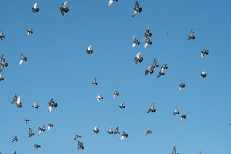 Many pigeons fly on the blue sky background.の写真素材
