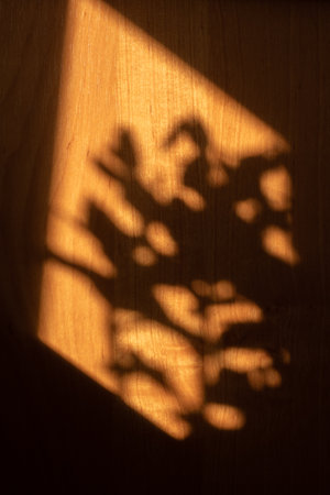Shadow of house plants on the windowsill on wooden cover.