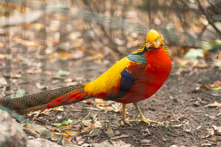 Golden pheasant on the ground in autumn day, close up.の写真素材