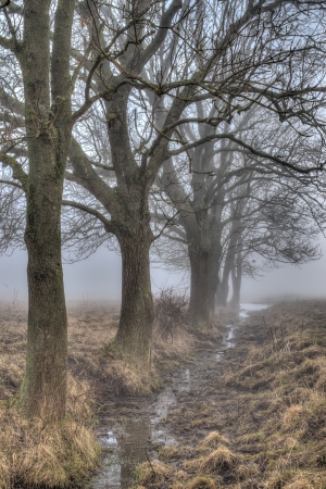 Line of trees standing by a small stream surrounded by the morning fog  It is a quiet morning with almost no wind  Everywhere around you the calls of birds and other animals can be heard but you cannot see them の写真素材