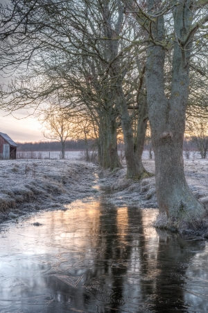 A line of trees on a meadow casting their reflections in a puddle of ice の写真素材