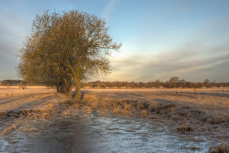 A line of trees stands before a large frozen puddle の写真素材