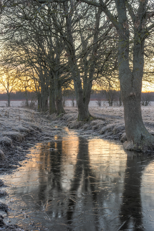 A frozen puddle by a line of trees in which the tree are casting their reflection  の写真素材