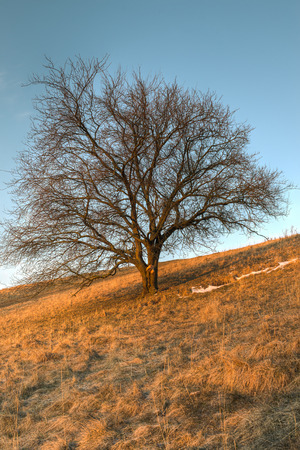 A large single tree stands majestically on a hill side illuminated by the sun risingの写真素材
