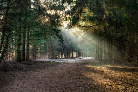 Sun rays coming through the trees made visible by a light morning mist の写真素材