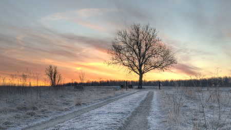A tree stands by the end of a road with a colorful sky produced by the sunrise in the background の写真素材