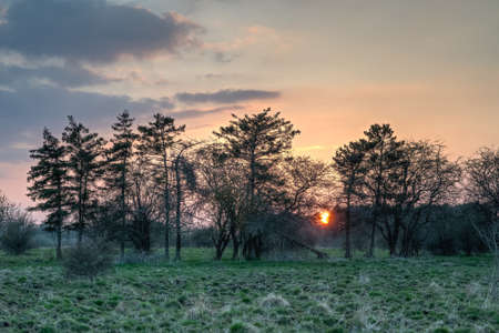 Sun setting behind a line of twisted and broken pine trees の写真素材