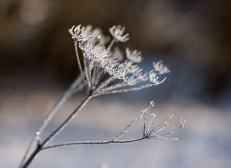 Weed covered in glittering hoar frost の写真素材