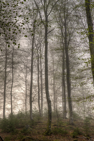 Majestic trees standing on a hillの写真素材