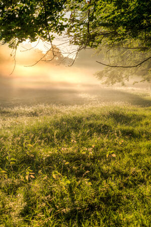 Light shining through the morning mist on a meadow の写真素材
