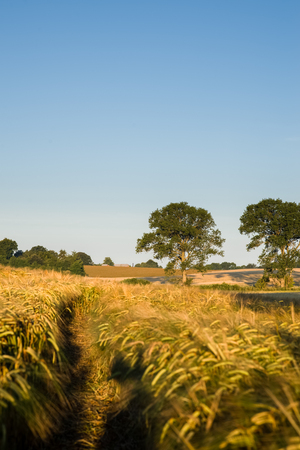 Tracks in a wheat field leading to big old trees の写真素材