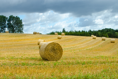 Bales of straw