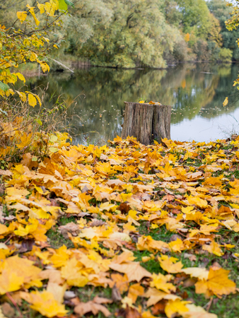 Fallen leafs cover the groundの写真素材