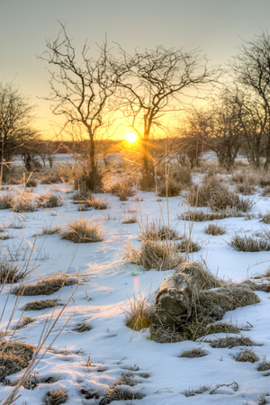 Sunrise on a cold early spring morning  The sun has just begun rising casting a strong light through the bushes の写真素材