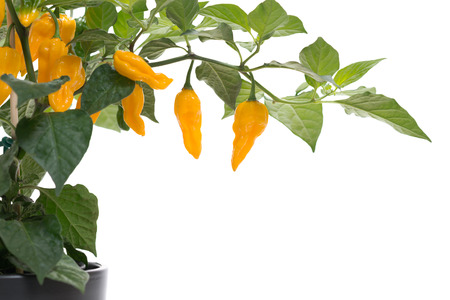 Fatalii chili on plant, isolated on white, with copy space