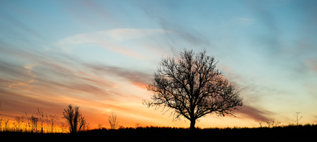 Single tree silhouette against colorful dawning skyの写真素材