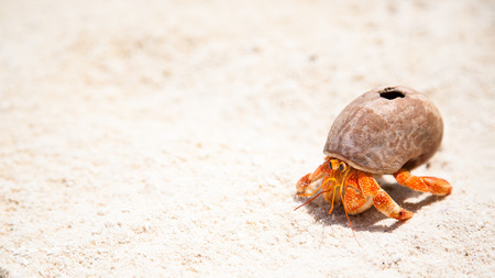 Crab Hermitの写真素材
