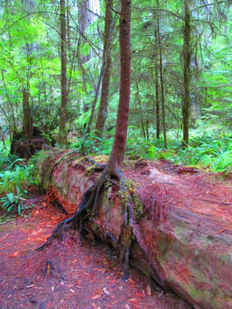 Amazing Redwood forest,Crescent city Ca,Usaの写真素材