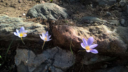 the flower of the Crocus among the stones