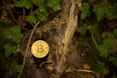 Bit coin in woods in backgroundの写真素材