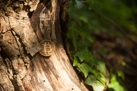 Bit coin in woods in backgroundの写真素材
