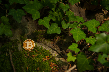 Bit coin in moss and nature with green leafsの写真素材